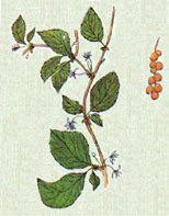 Лимонник китайский